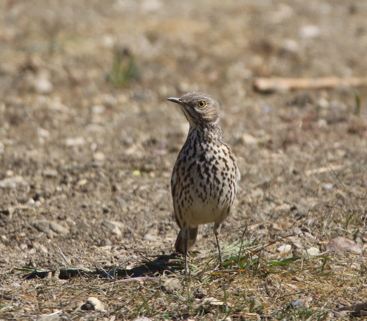 Sage Thrasher - ML87893271