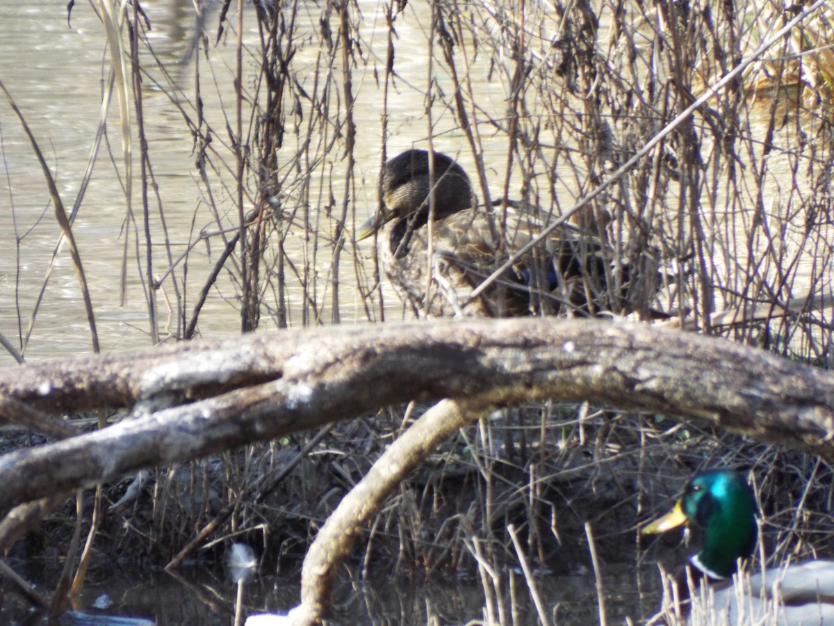 American Black Duck - ML87894531