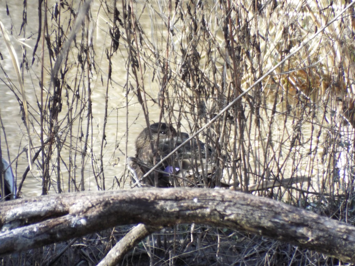 American Black Duck - ML87894591