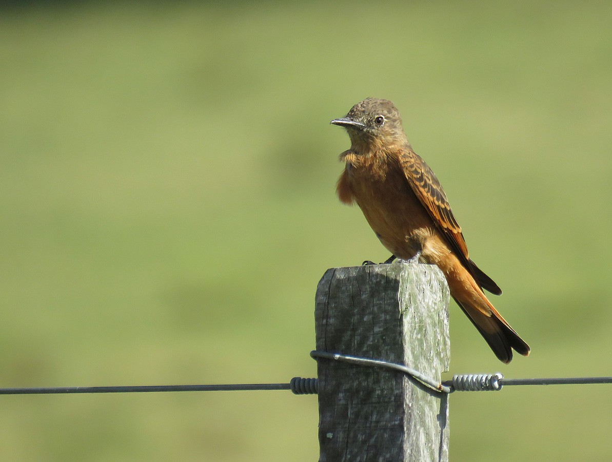 Cliff Flycatcher - ML87895091