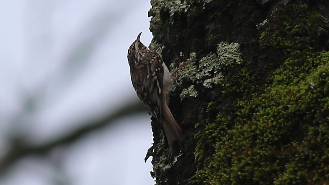 Brown Creeper - ML87898011