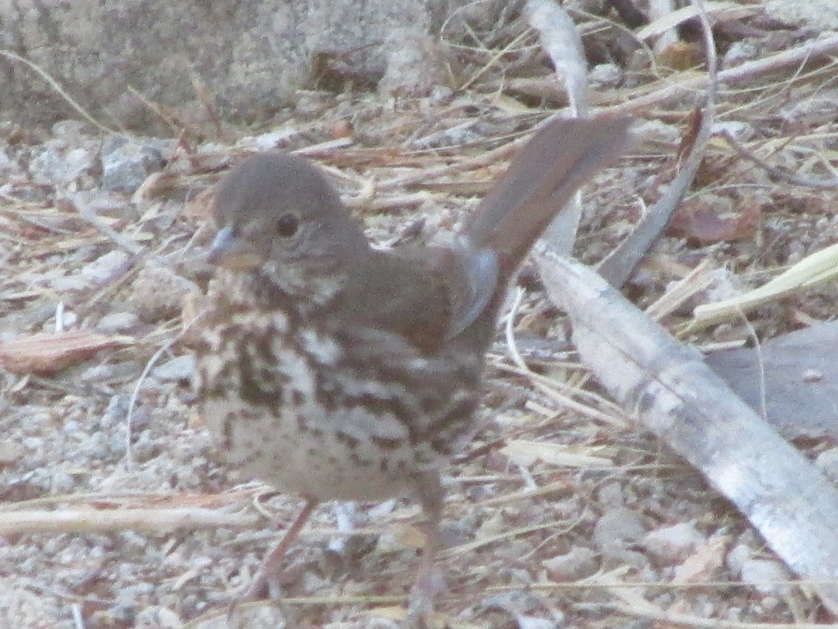 Fox Sparrow - ML87898941