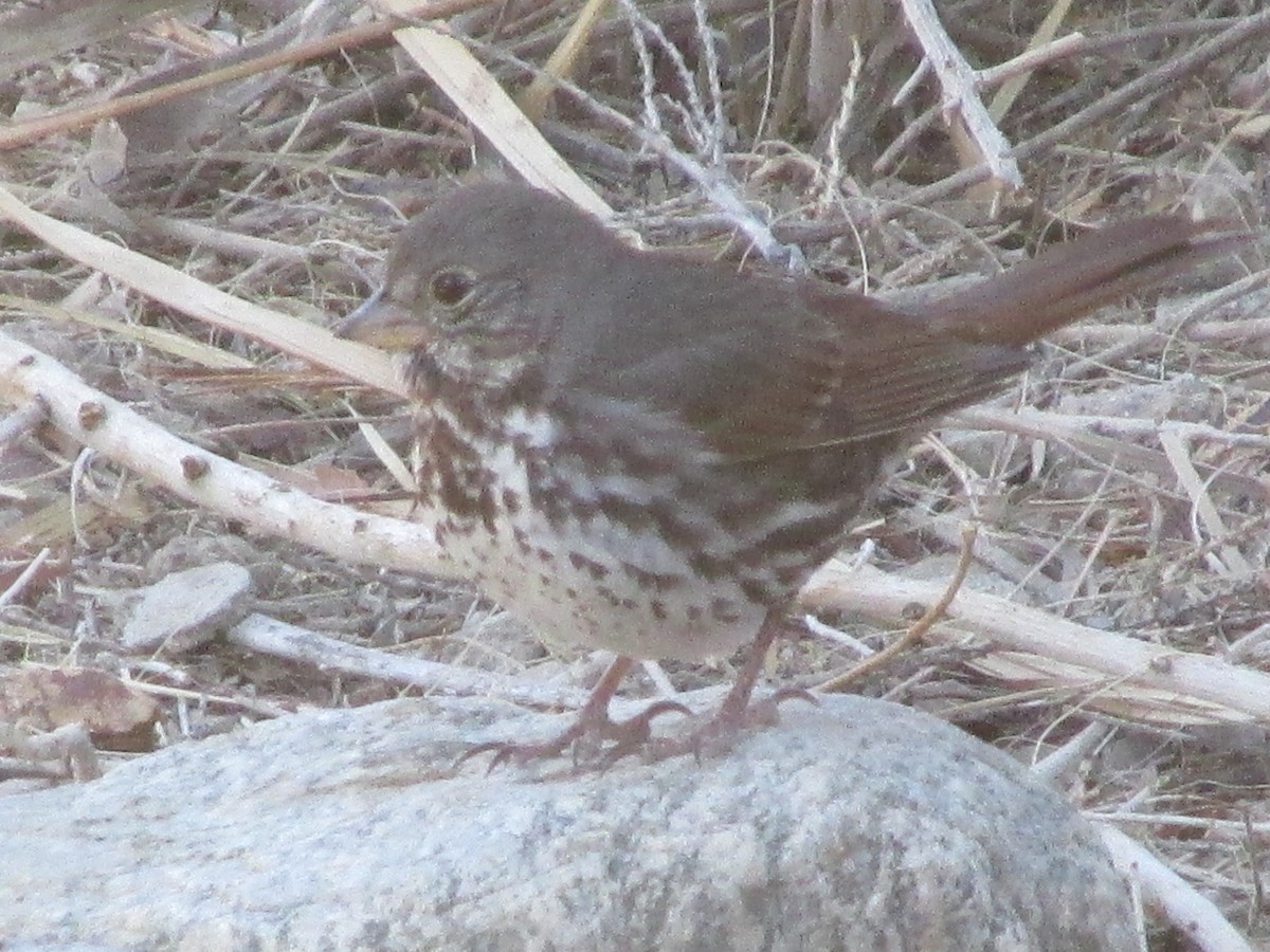 Fox Sparrow - ML87898951