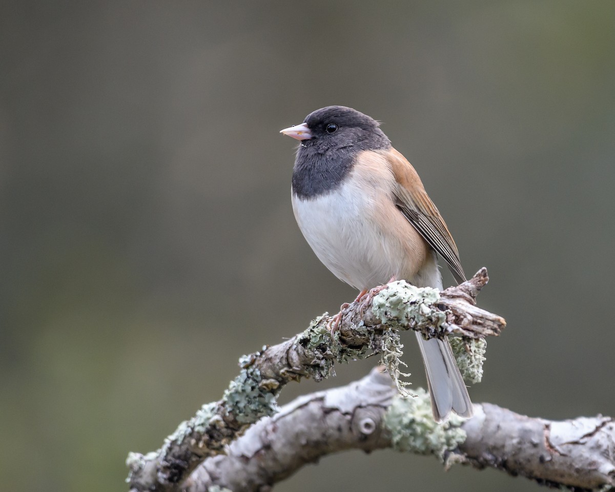 Dark-eyed Junco (Oregon) - Becky Matsubara