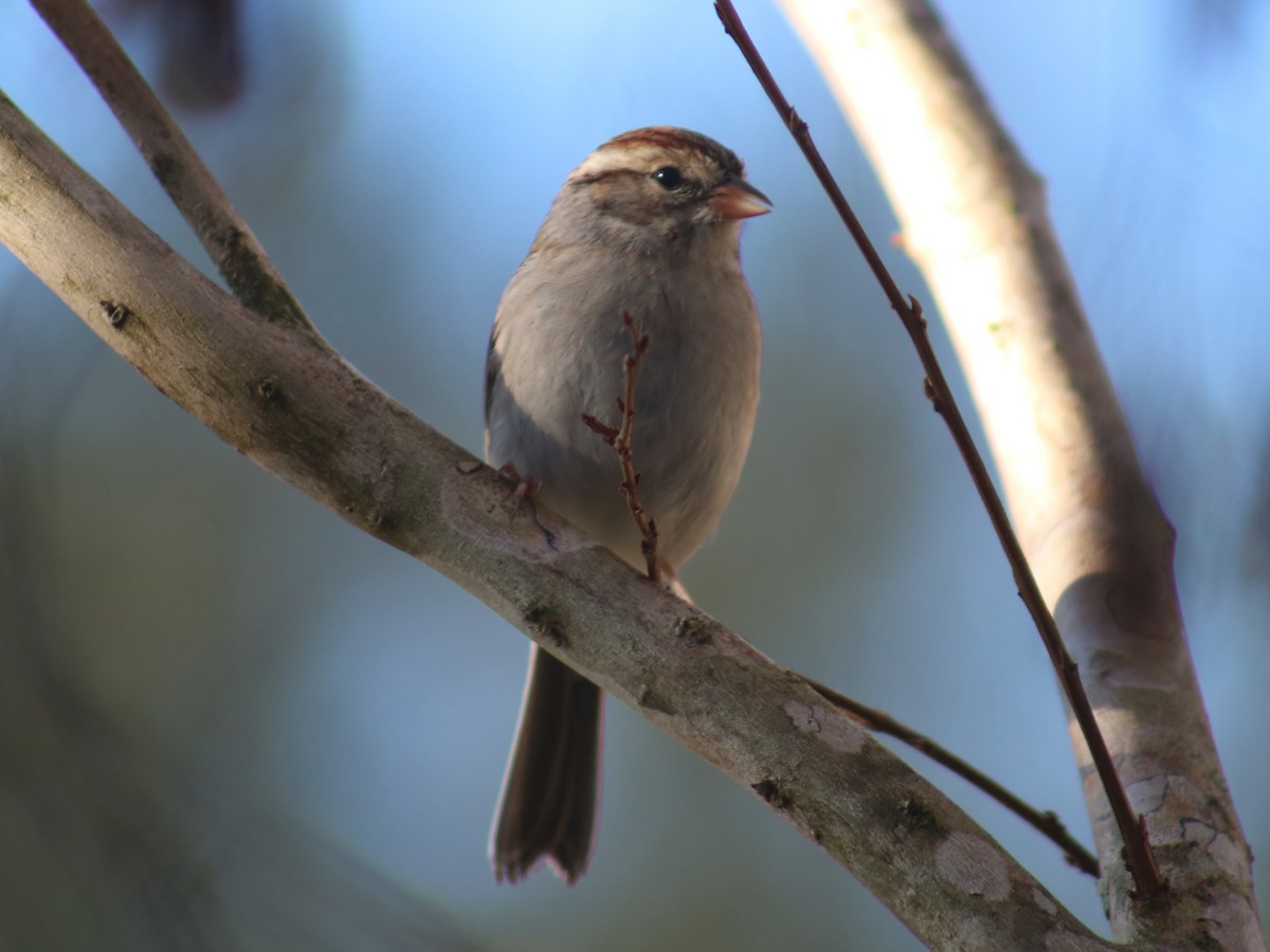 Chipping Sparrow - ML87900301