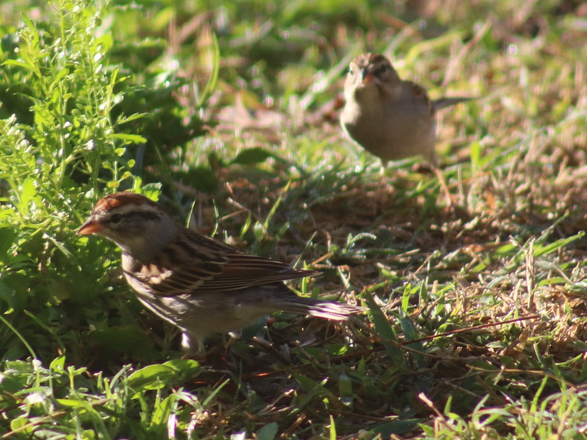 Chipping Sparrow - ML87900361