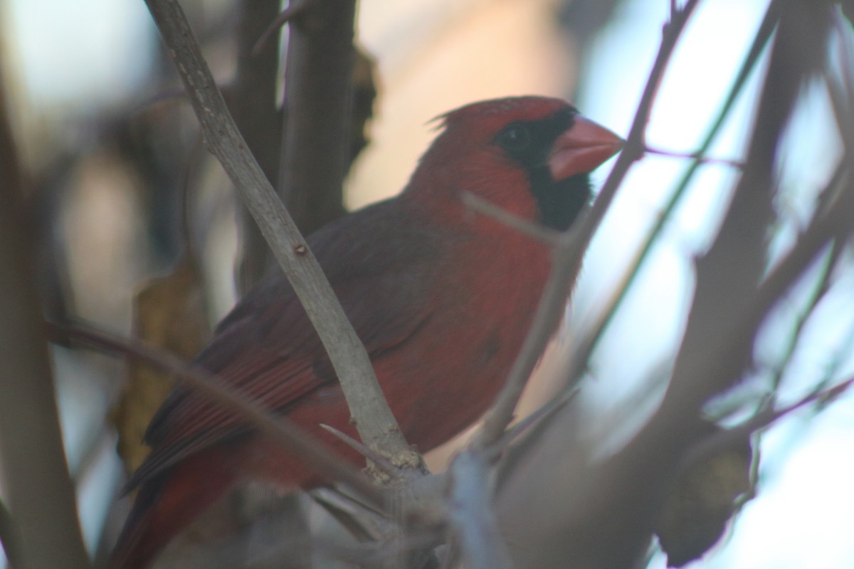 Northern Cardinal - ML87901241