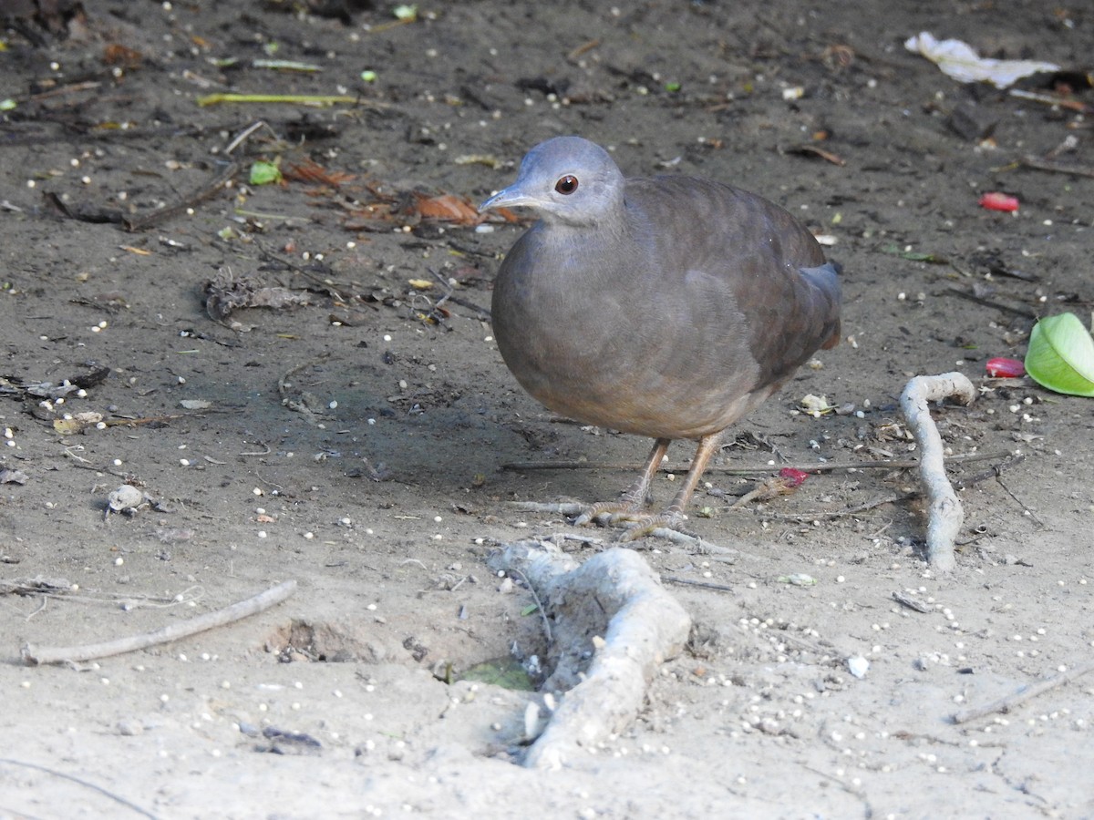 Little Tinamou - ML87904261