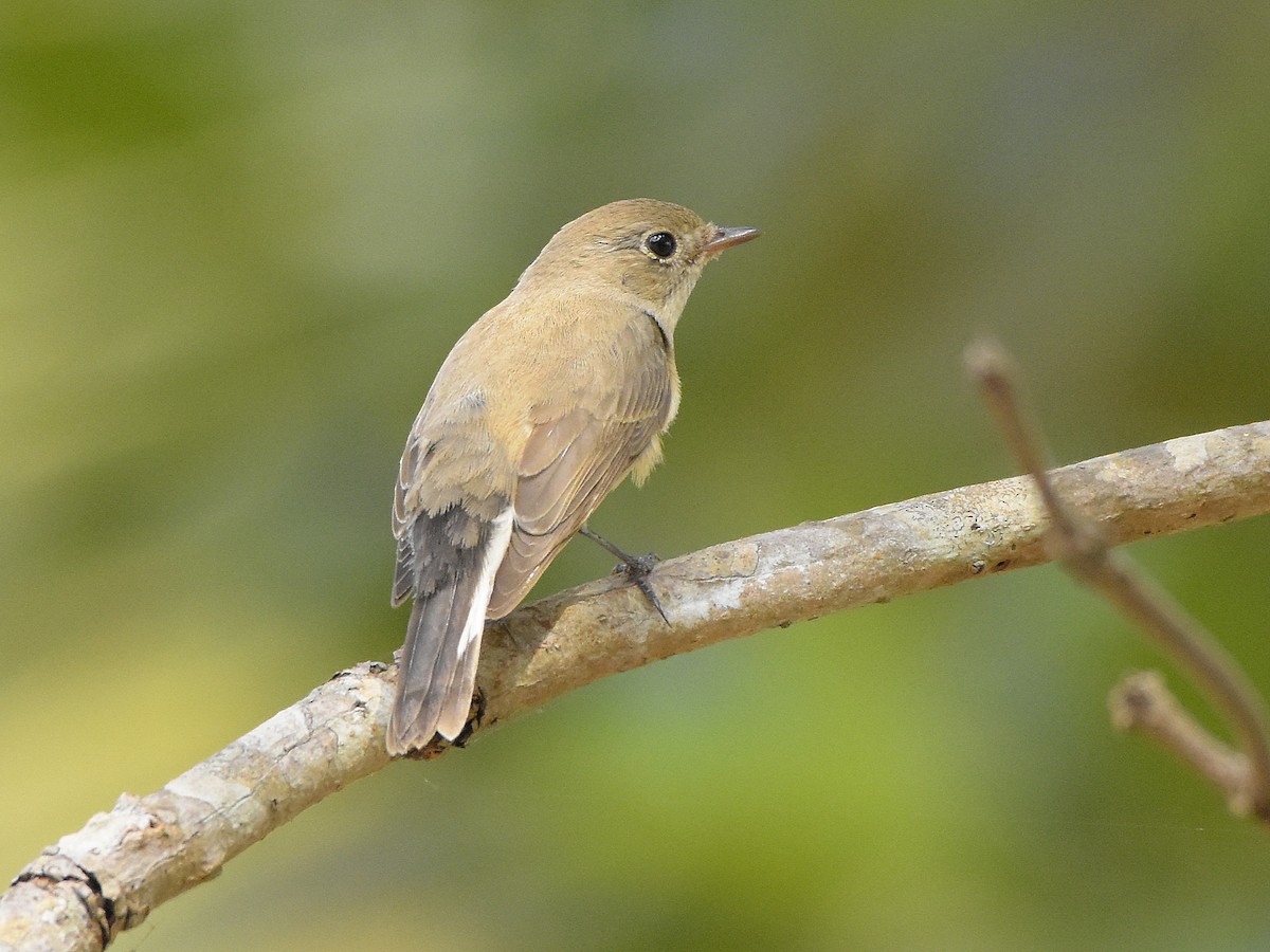 dvergfluesnapper - ML87904921