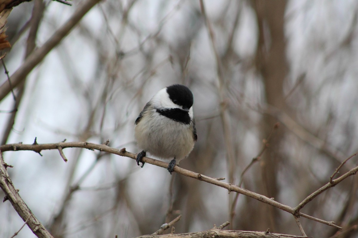 Mésange à tête noire - ML87905551