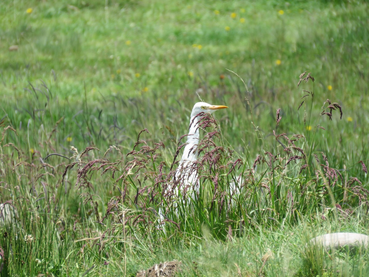 Western Cattle Egret - ML87906601