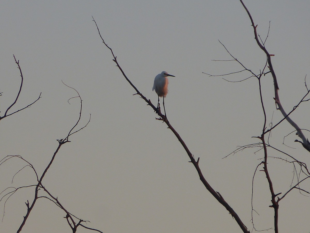 Little Egret - ML87909081