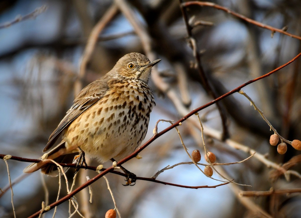 Sage Thrasher - ML87909291