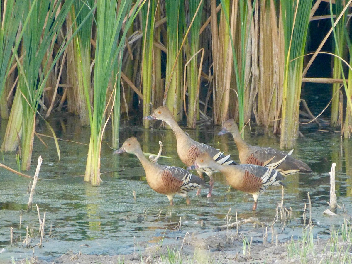 Plumed Whistling-Duck - ML87909491