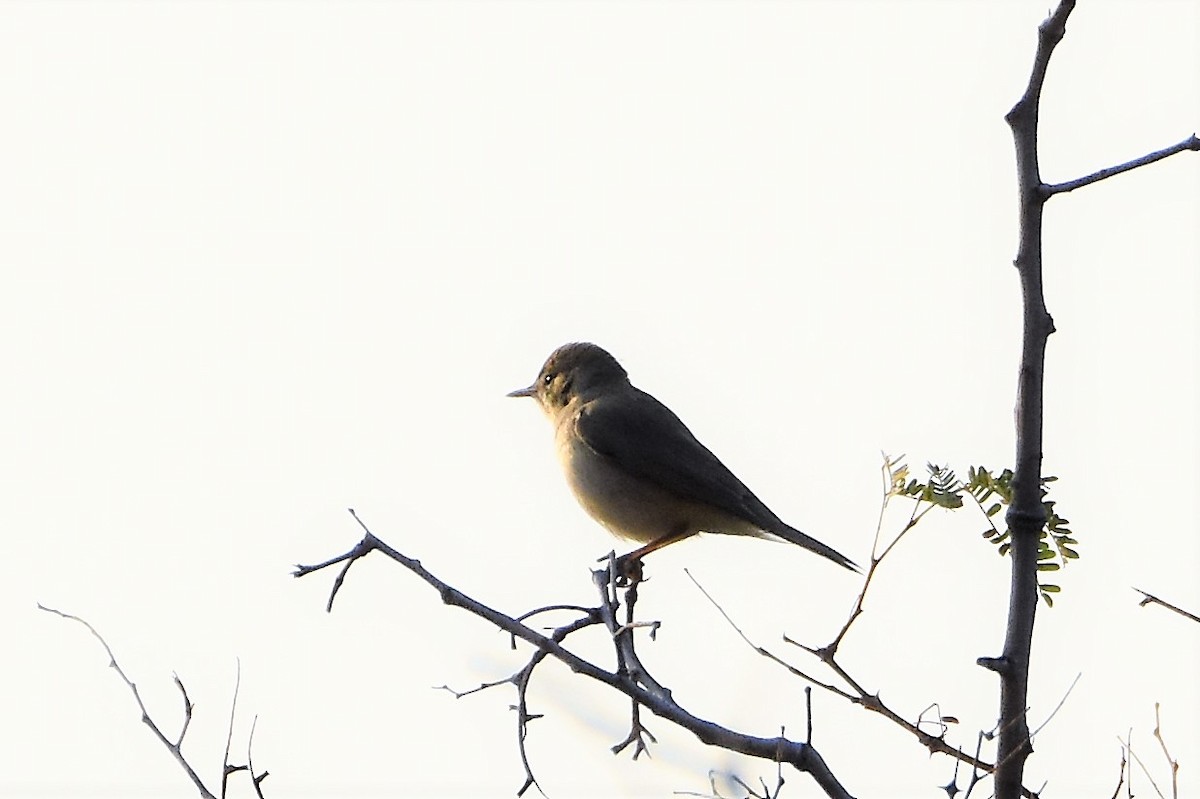 Booted/Sykes's Warbler - ML87909651
