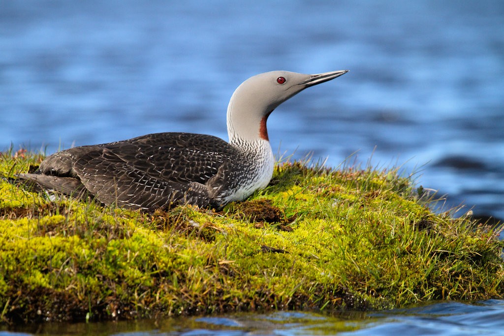 Red-throated Loon - Don-Jean Léandri-Breton