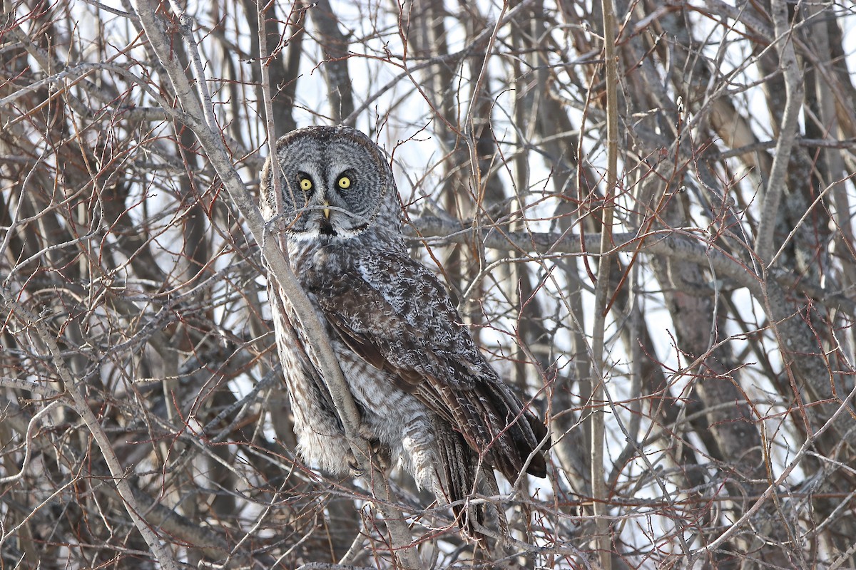 Great Gray Owl - Bob Bidney