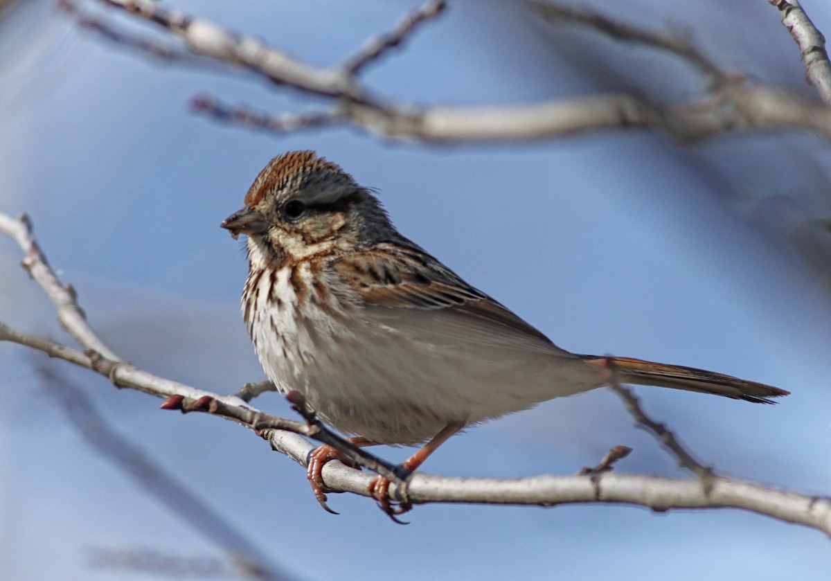 Song Sparrow - Phillip Odum