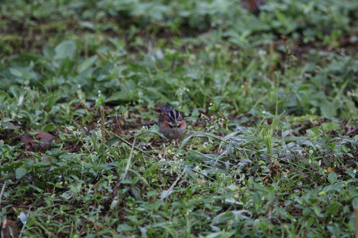 Rufous-collared Sparrow - ML87911481