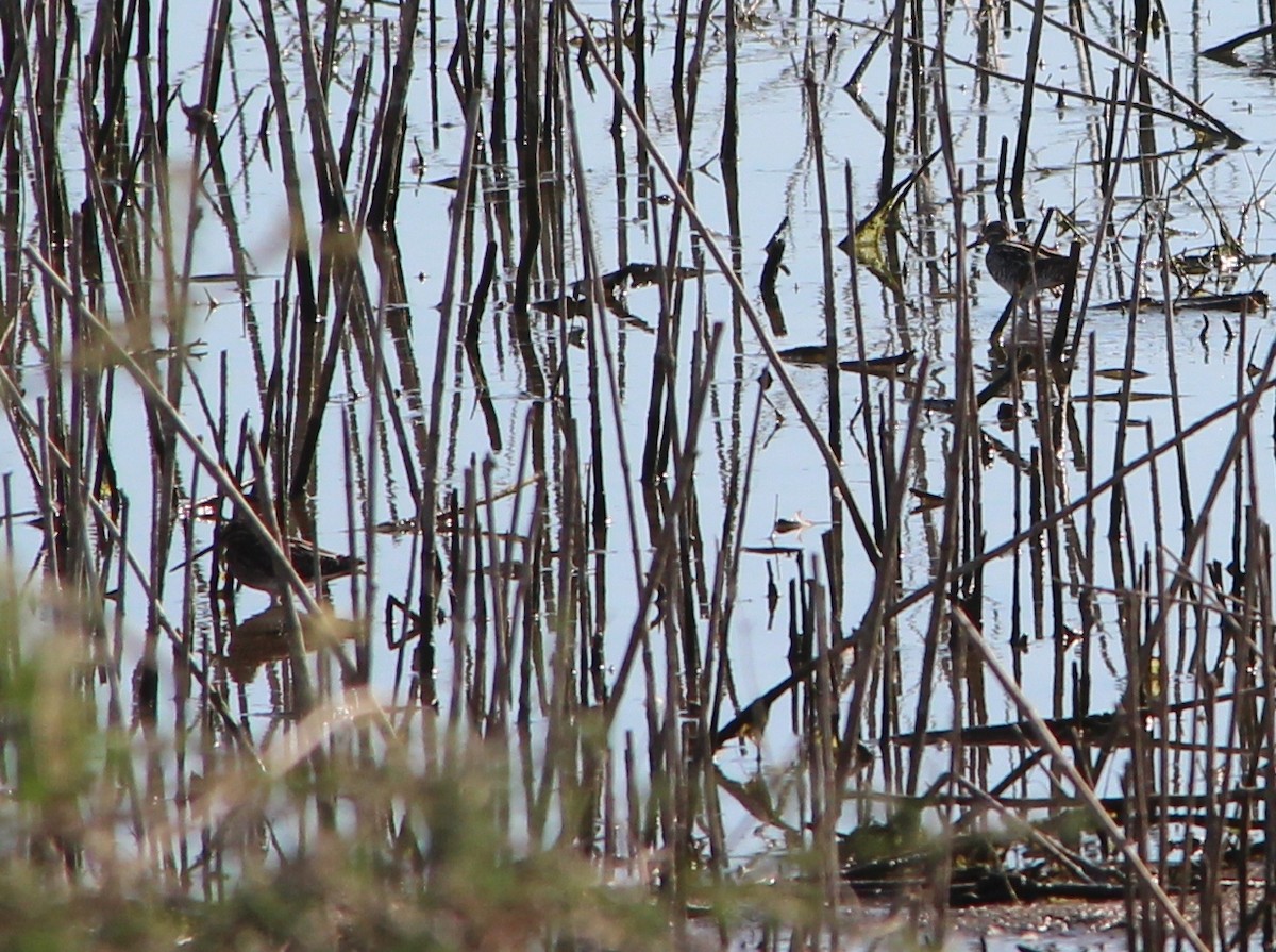 Wilson's Snipe - ML87912791