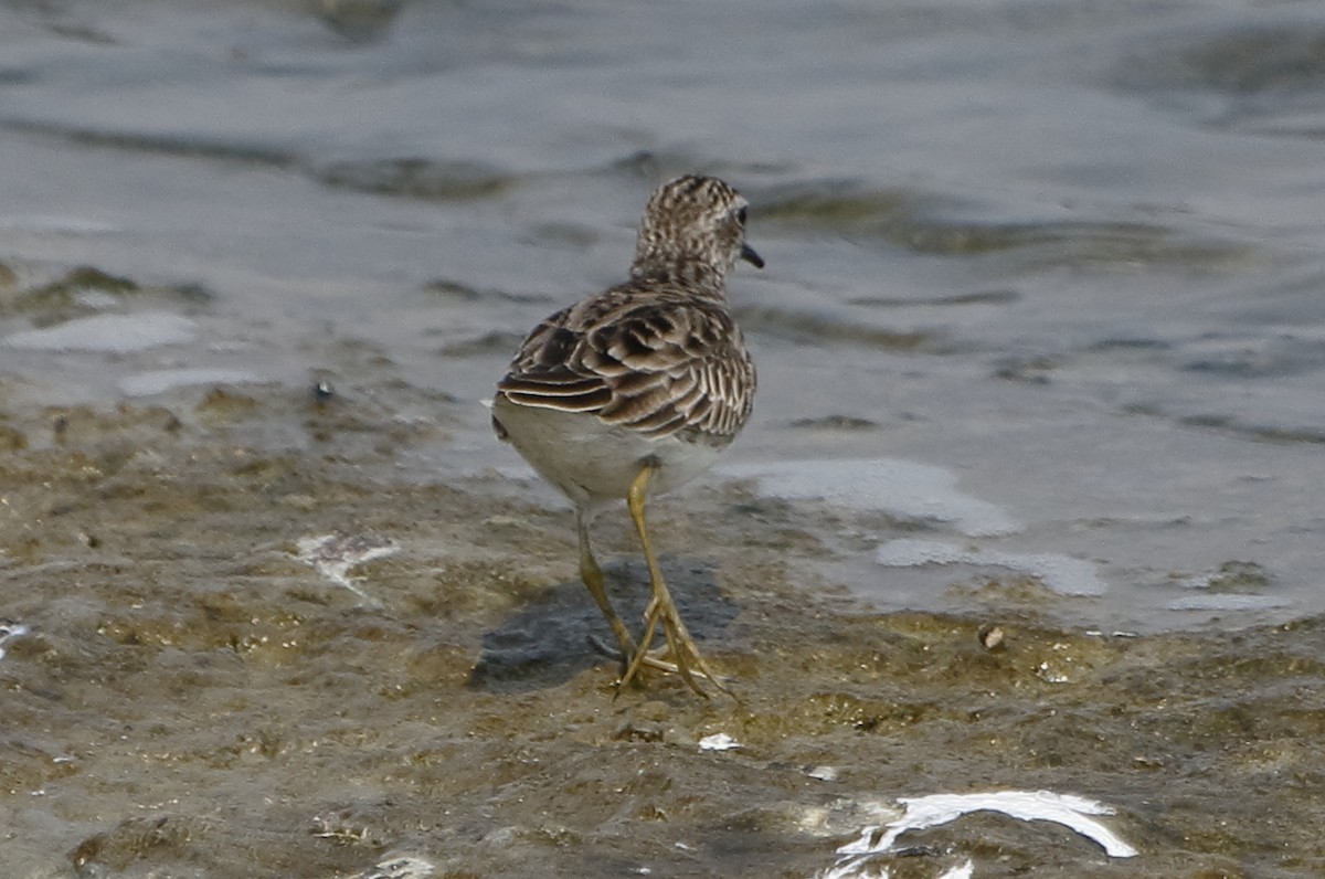 Long-toed Stint - ML87914521