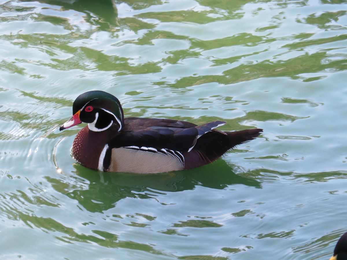 Wood Duck - ML87915101