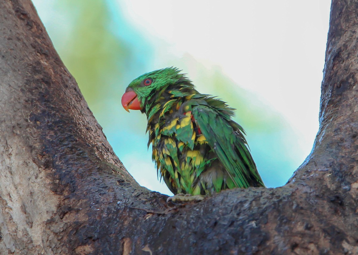 Scaly-breasted Lorikeet - ML87916011