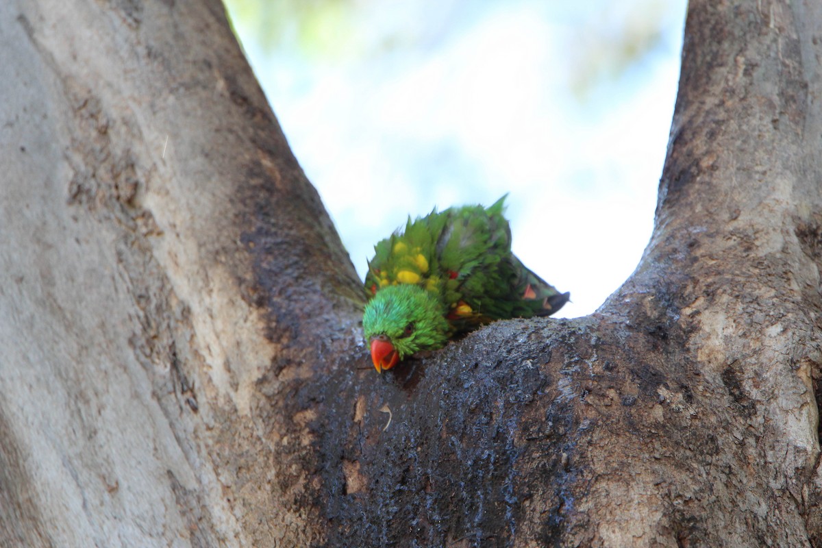 Scaly-breasted Lorikeet - ML87916091