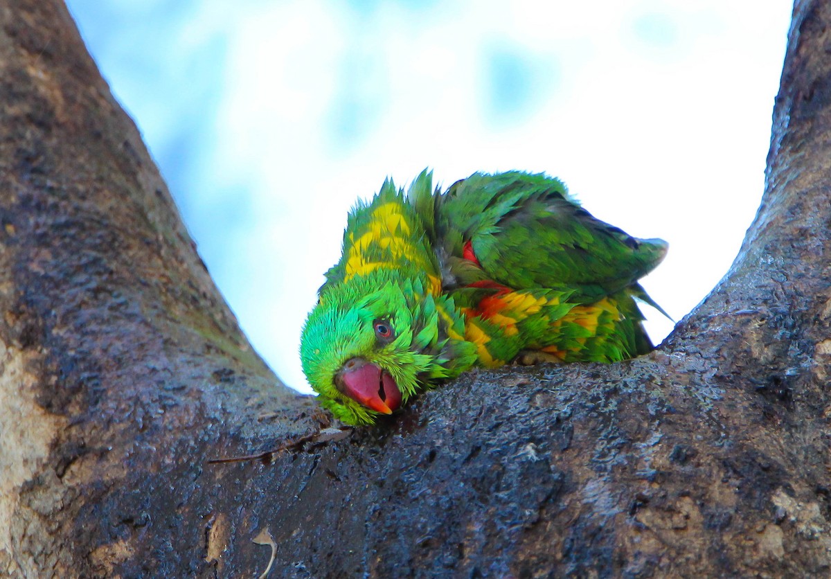 Scaly-breasted Lorikeet - ML87916141