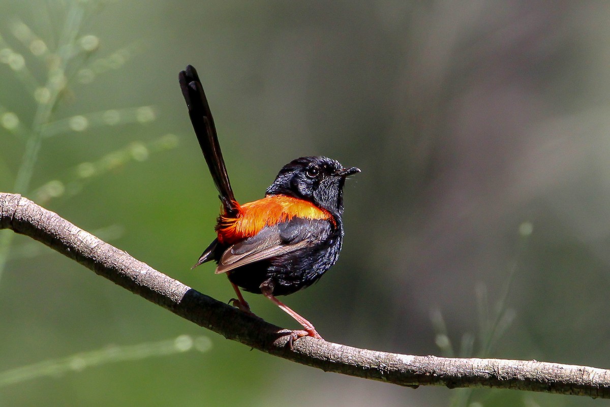 Red-backed Fairywren - ML87916261