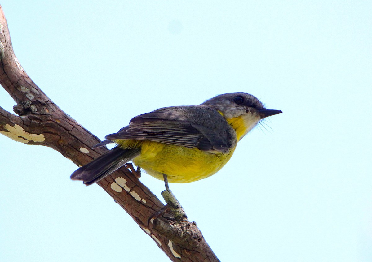 Eastern Yellow Robin - ML87916351