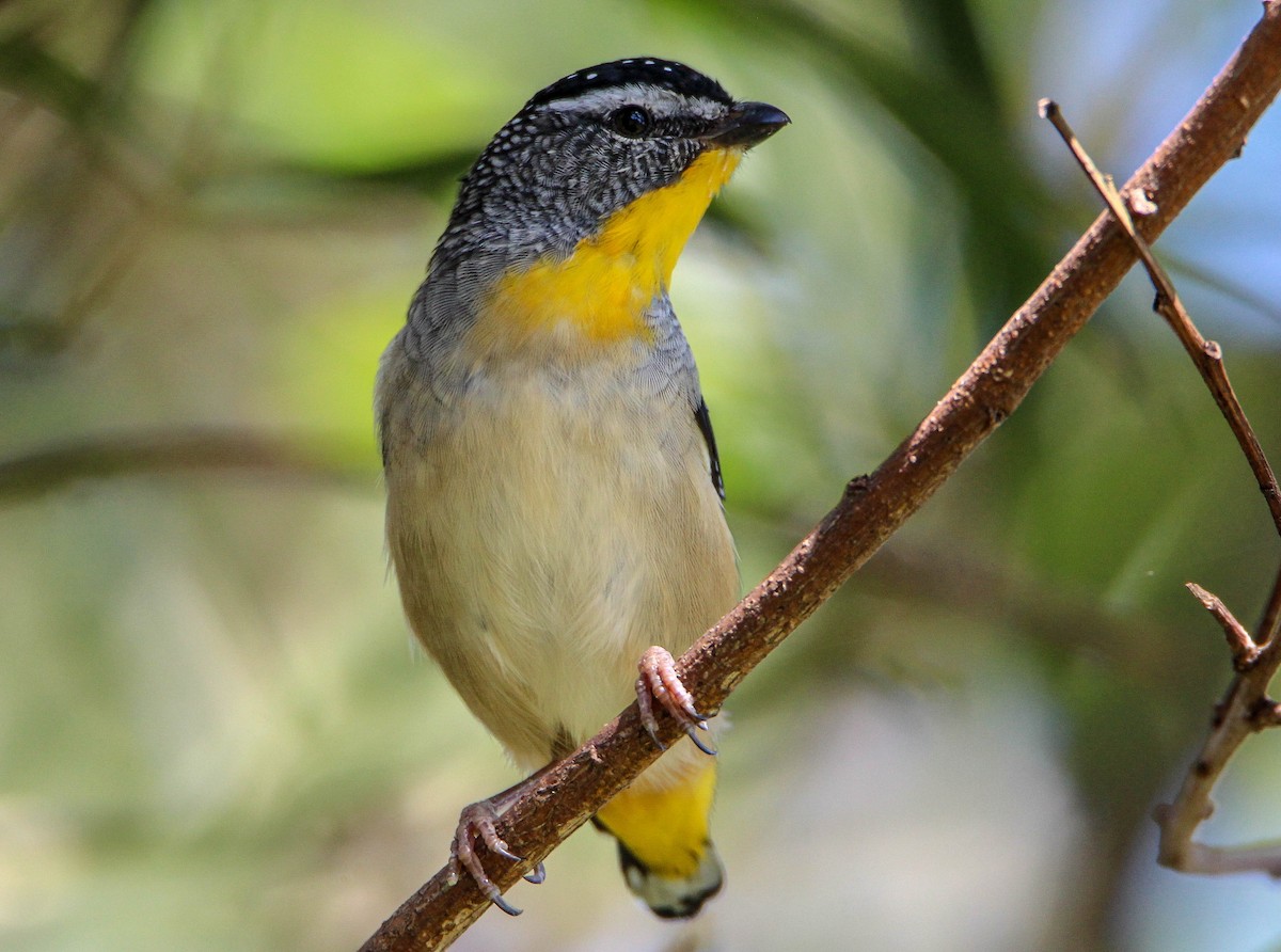 Spotted Pardalote - ML87916561
