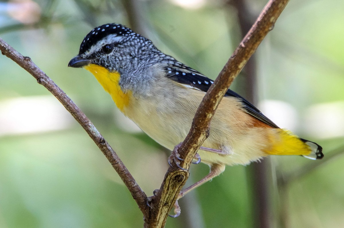 Spotted Pardalote - ML87916591