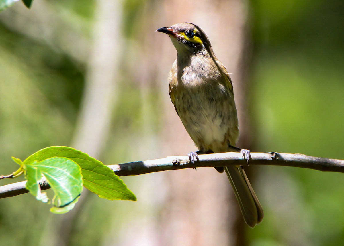 Yellow-faced Honeyeater - ML87916691