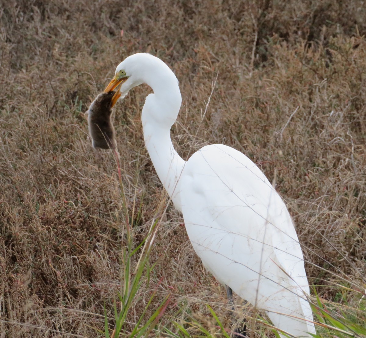 Great Egret - Anonymous