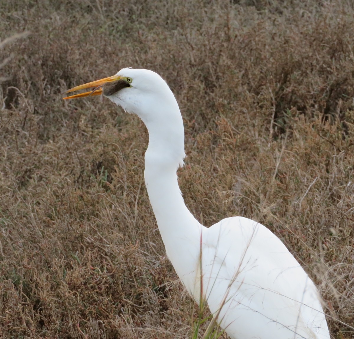 Great Egret - ML87917661