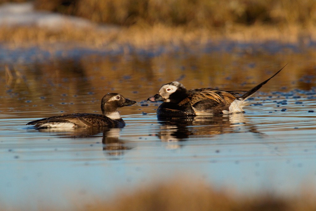 Long-tailed Duck - Don-Jean Léandri-Breton