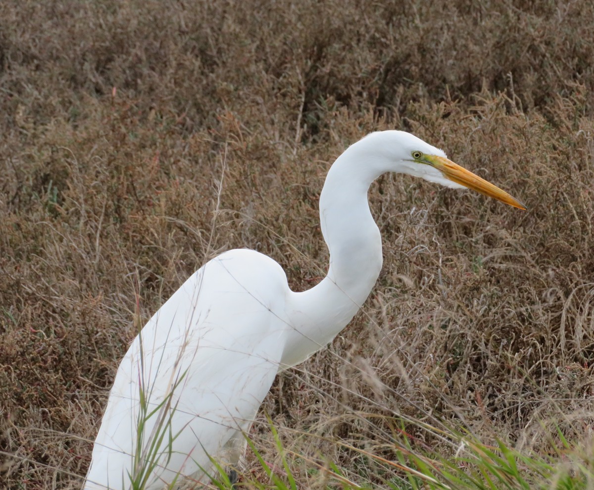 Great Egret - ML87917751