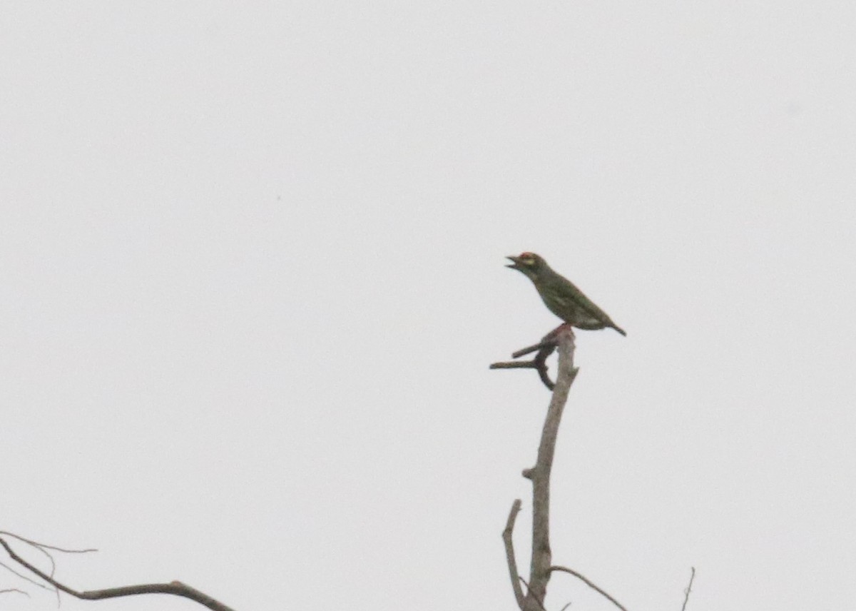 Coppersmith Barbet - Louis Hoeniger