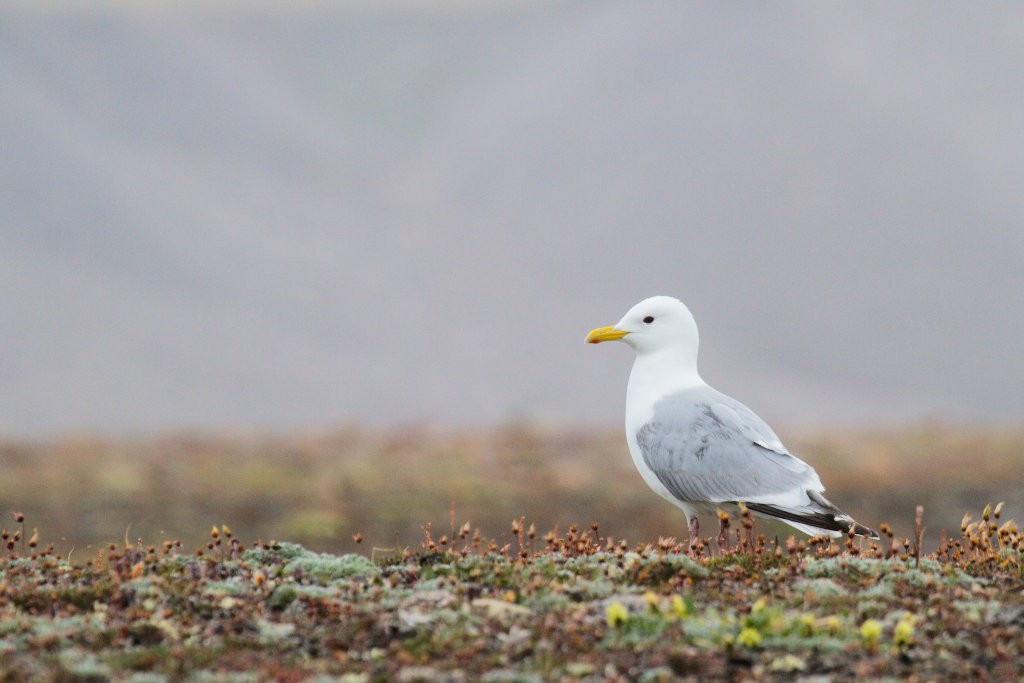 Gaviota Groenlandesa (thayeri) - ML87918631