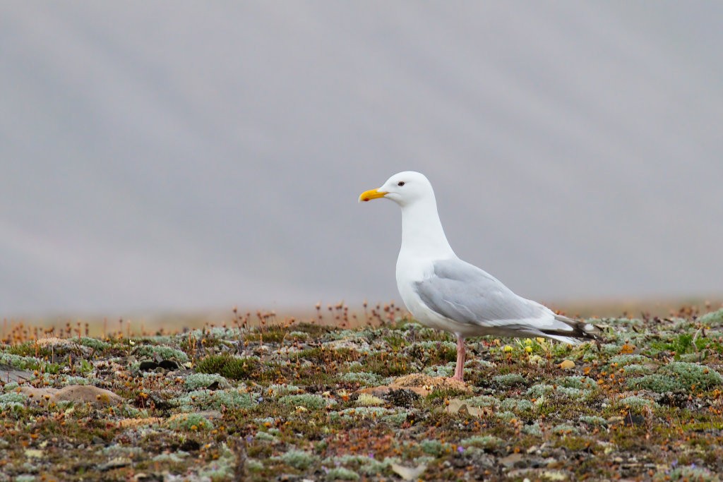 Gaviota Groenlandesa (thayeri) - ML87918641