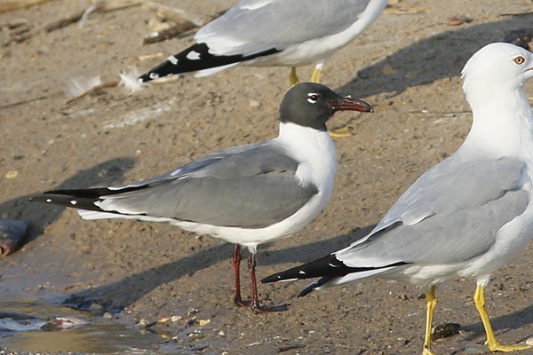 Mouette atricille - ML87919191