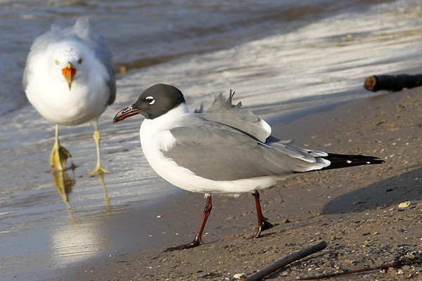 Laughing Gull - Ted Keyel