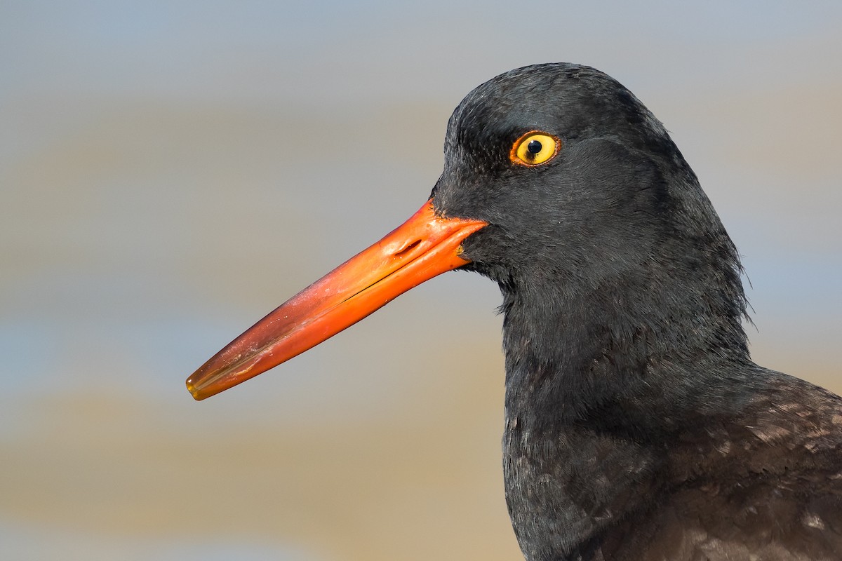 Black Oystercatcher - ML87919881