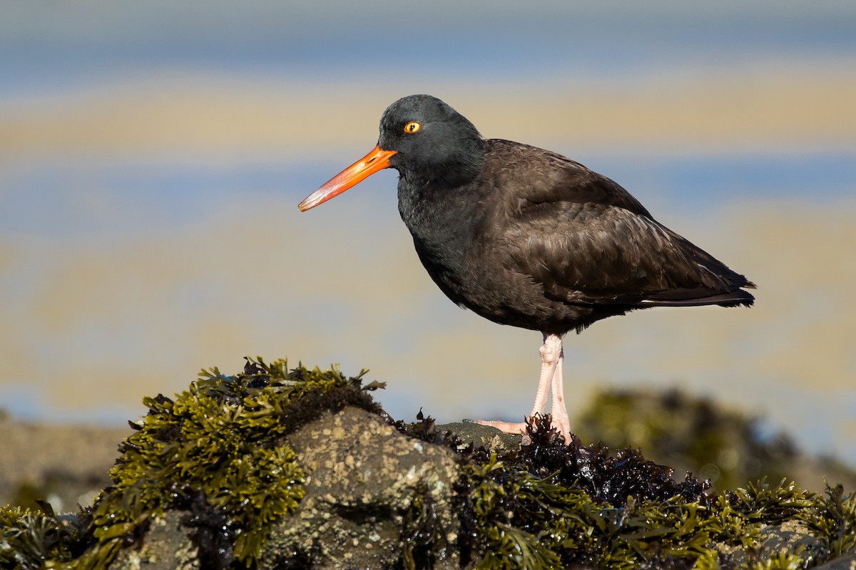 Black Oystercatcher - ML87919901