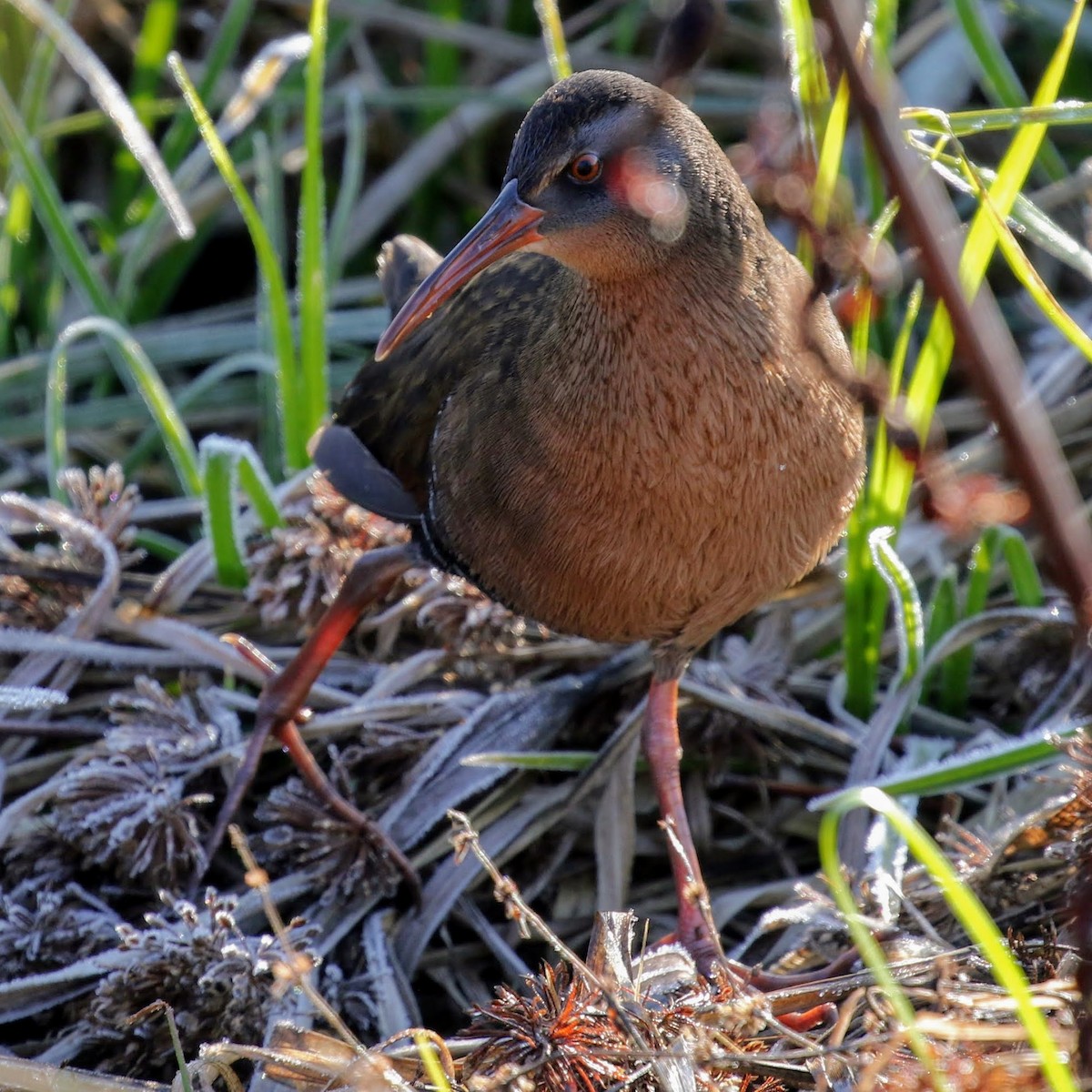 Virginia Rail - Keith Leland