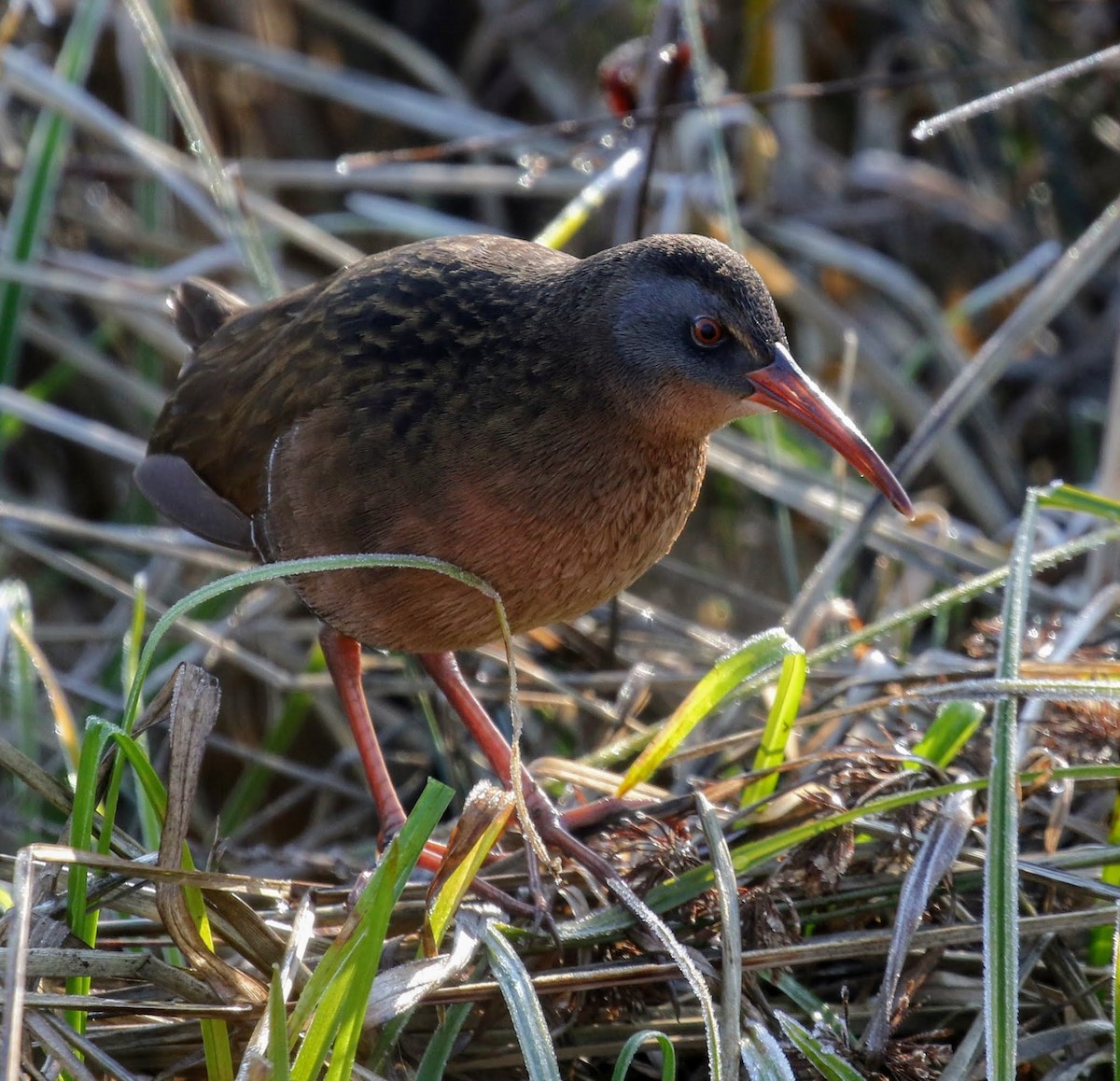 Virginia Rail - ML87921231