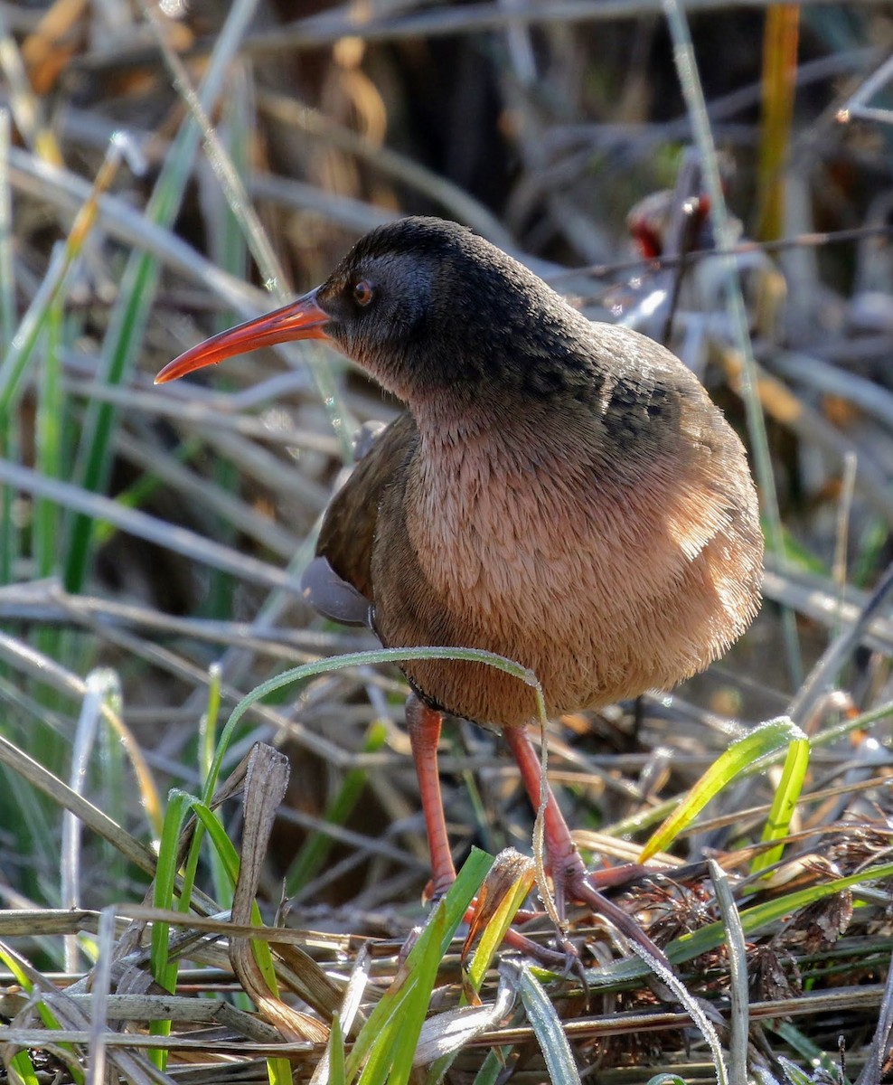 Virginia Rail - Keith Leland