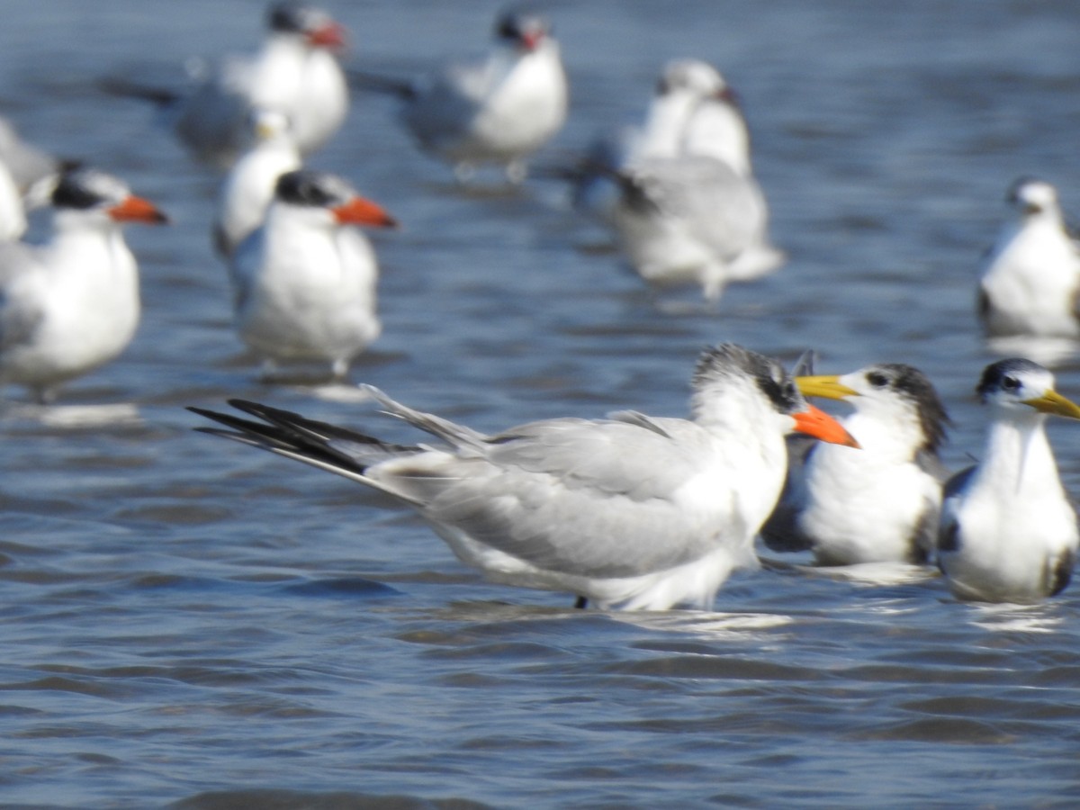 Great Crested Tern - Nagendra Nayak