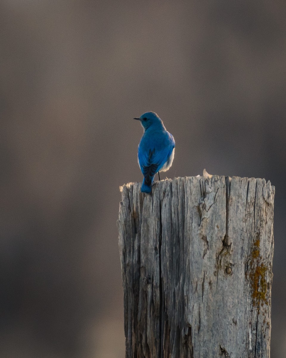 Mountain Bluebird - ML87923401